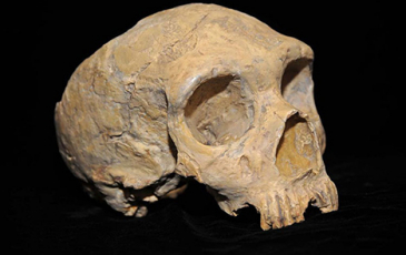 Neanderthal skull. 