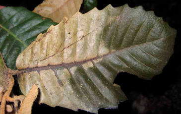 An infected leaf from an oak tree