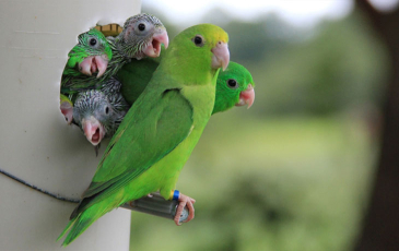 Image of a green-rumped parrotlet widow and her nestlings