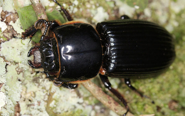 Photo of a beetle. 