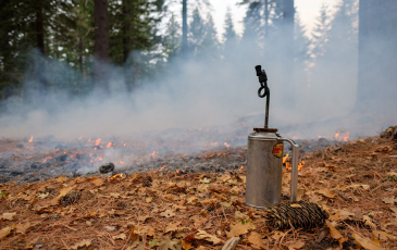 A driptorch is pictured in front of a controlled burn in Blodgett Forest.