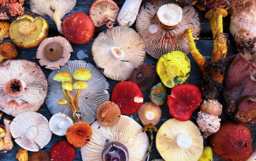 An image of several different types and colors of mushrooms laid against a wooden backdrop.