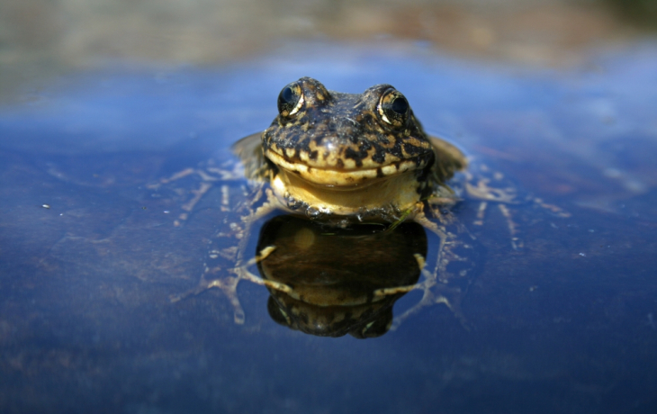 The endangered Sierra Nevada yellow-legged frog 