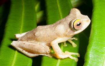 Photo of a frog species native to the Philippines. 