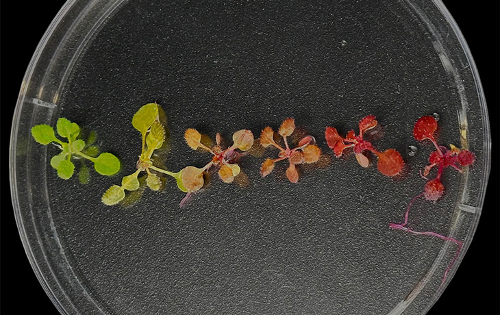 A photo of multicolored plants in a row