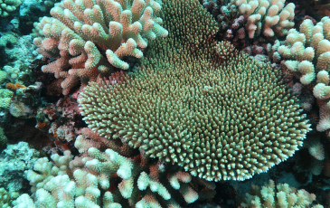 A photo of a colorful coral reef taken from underwater