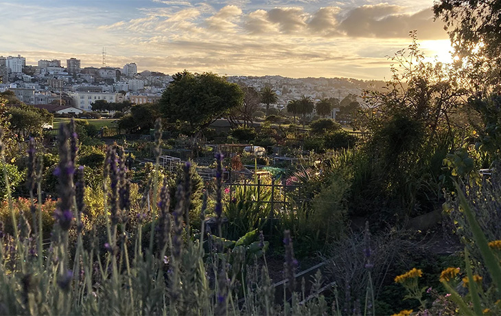 Image of flowers and a view of a community garden in San Francisco