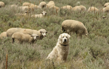 Dog standing in a sheep field