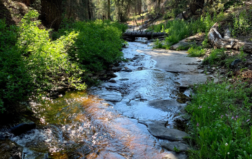 Sierra Nevada stream surrounded by wilderness