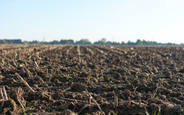 A field of exposed soft soil in the foreground, in the background is a blue sky. 