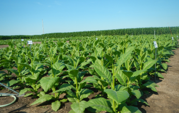 Soybeans growing outdoors.