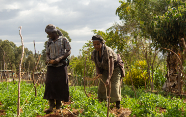 Subsistence farmers in a field.