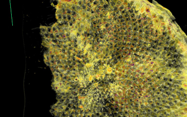 Sunflower head scan, yellow lines crossing over a black background.