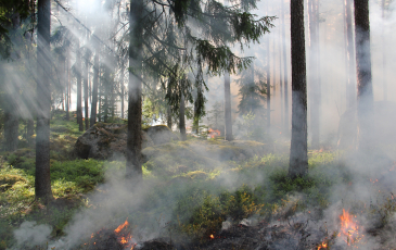 Small fires burning on ground, smoke covering trees in foreground.