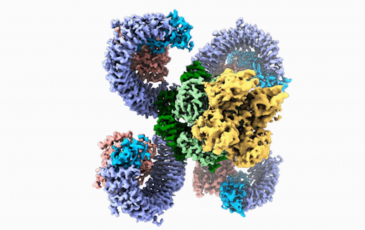 Three-dimensional rendering of the structure of the resistosome ROQ1