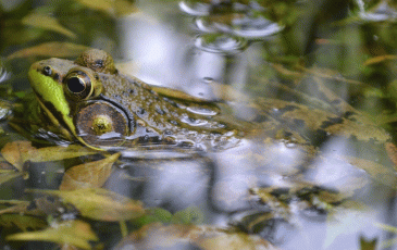 Frog head coming out of the water.