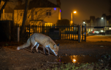 Fox drinking water in an urban area at night, surrounded by houses. 