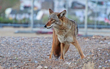 Coyote in city.