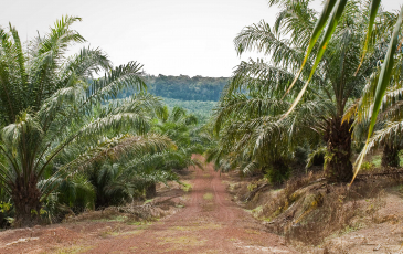 An oil palm field in Malaysia