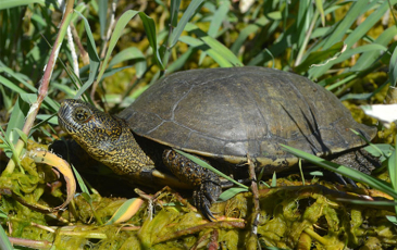 A close-up side-profile shot of a Western pond turtle 