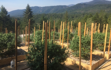 Outdoor farm grown cannabis