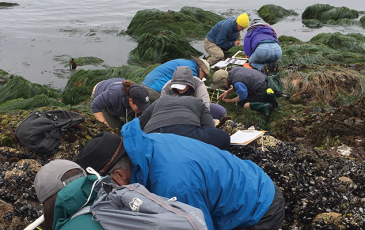 Citizen Scientists gathering data in a tidepool