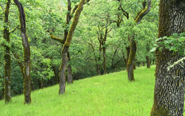 An oak grove at Pepperwood Preserve