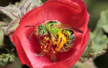 A bee in a red flower covered with pollen