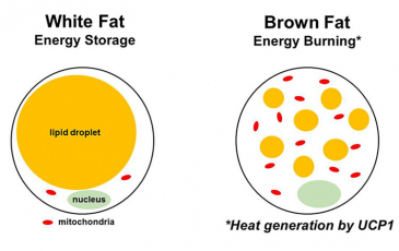 Brown fat and white fat