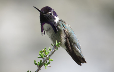 Photo of a Costa's hummingbird. 