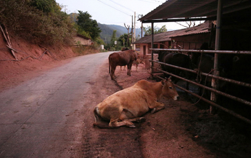 Cows by a roadside