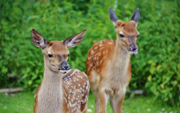 Two young deer