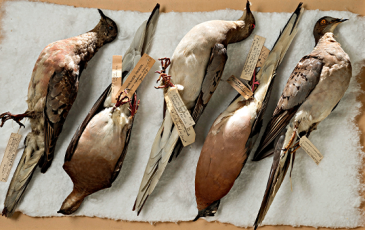 Five preserved birds on table