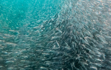 a school of fish 