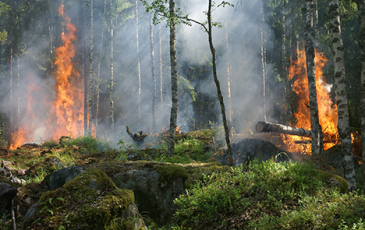 Photo of a forest fire. 
