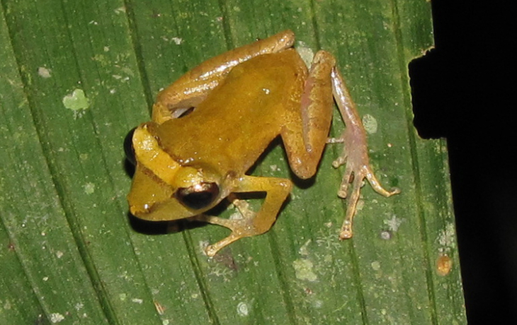 Pygmy Rain Frog (also known as Pristimantis ridens) perches on a leaf.