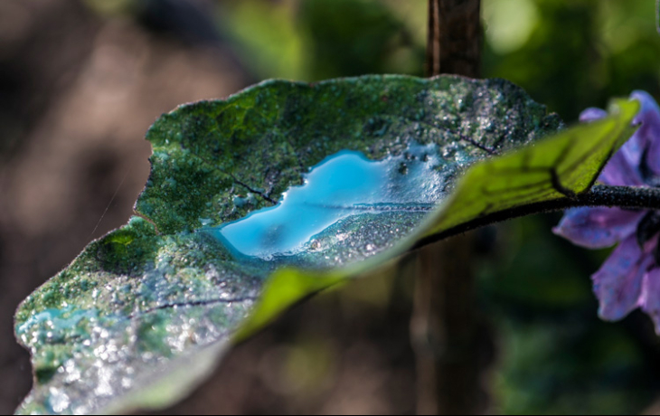 Closeup of leaf with copper stain from fungicide.