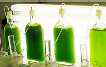 Science experiment involving photosynthesis in a bottle