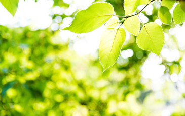 A close-up shot of green leaves on a tree.