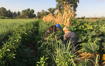 Two interns collect plant and soil samples in a polyculture field
