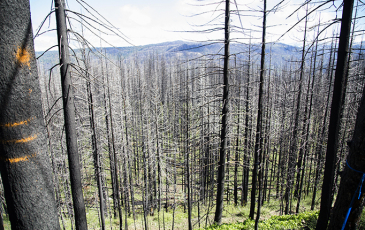 Burnt forest landscape from 2014 King Fire