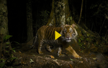 Image of a sumatran tiger