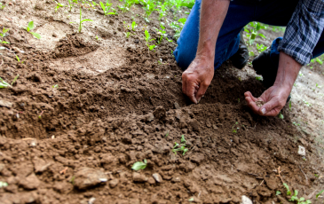 Farmer planting something in soil.
