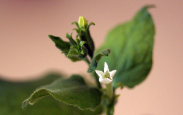 A close-up photo of a plant with a small white flower. Photo by Charles Andres via wikimedia commons (CC BY-SA 3.0)