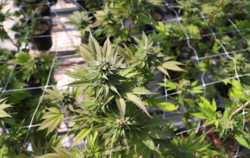 Overhead photograph of cannabis plant.