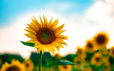 Sunflowers in a field