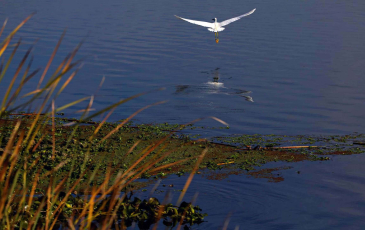 A bird flies over the delta at Dutch Slough in Oakley where delta wetlands are undergoing a restoration.