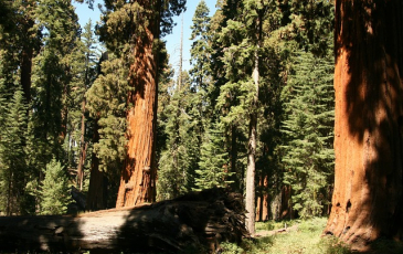 The redwood