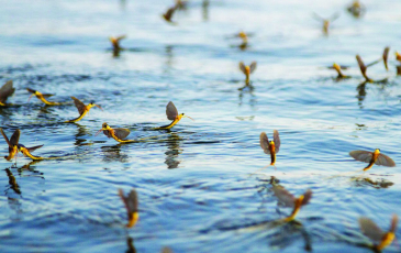 Insects on a body of water