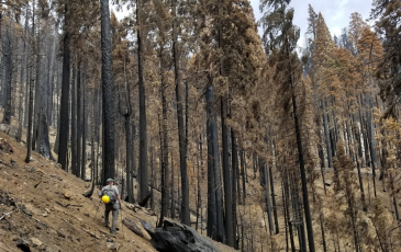 a scientist looking at a grove of burned giant sequoia trees